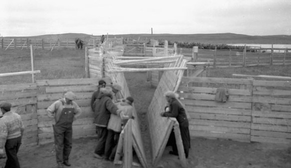 Photographie en noir et blanc d’un groupe d’hommes debout autour d’une petite loge à passerelles pour les rennes.