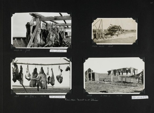 Photographie en noir et blanc d’un collage d’album à photos. Il y a quatre photographies montrant des carcasses de rennes et des peaux mises à sécher. 