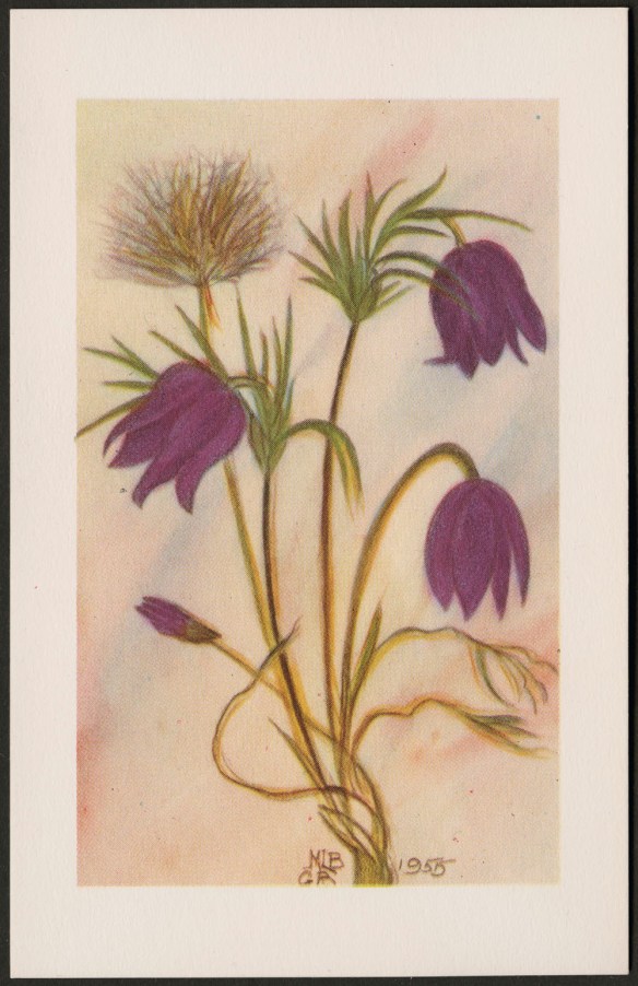 Reproduction en couleur d’une plante avec quatre fleurs pourpres et une fleur montée en graines. Dans le bas, au centre, se trouvent les initiales « MLB » et « GB ». L’œuvre est datée de 1955.