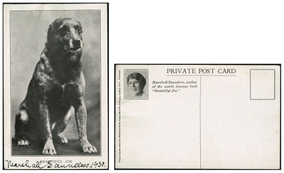 Carte postale en noir et blanc reproduisant la photographie d’un chien au pelage foncé, assis et sans oreilles. La carte postale porte la mention « BEAUTIFUL JOE » et une dédicace à l’encre noire, « Marshall Saunders, 1930 ». Au verso de la carte postale, on peut voir une petite photo de Margaret Marshall Saunders et la légende : « Marshall Saunders, auteure du livre de renommée mondiale, Beautiful Joe » [traduction libre] (« Marshall Saunders, author of the world famous book, ‘Beautiful Joe’ »). La carte n’a pas été mise à la poste.