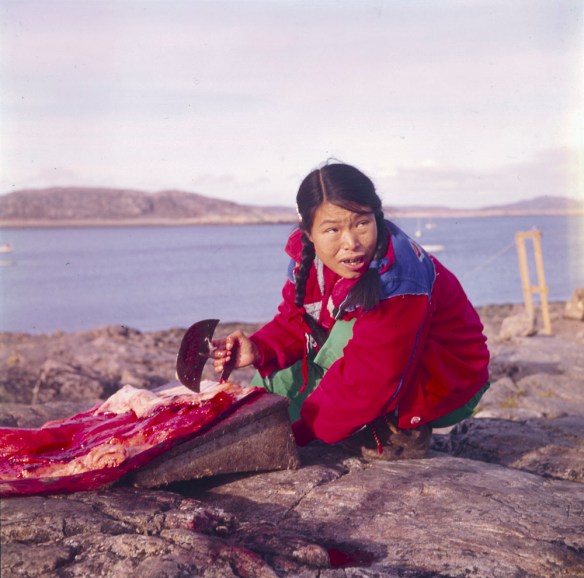 Photo en couleurs d’une femme inuite portant un manteau rouge. Elle est accroupie sur un littoral rocheux et retire la graisse de la peau d’un phoque avec un ulu (le couteau des femmes).