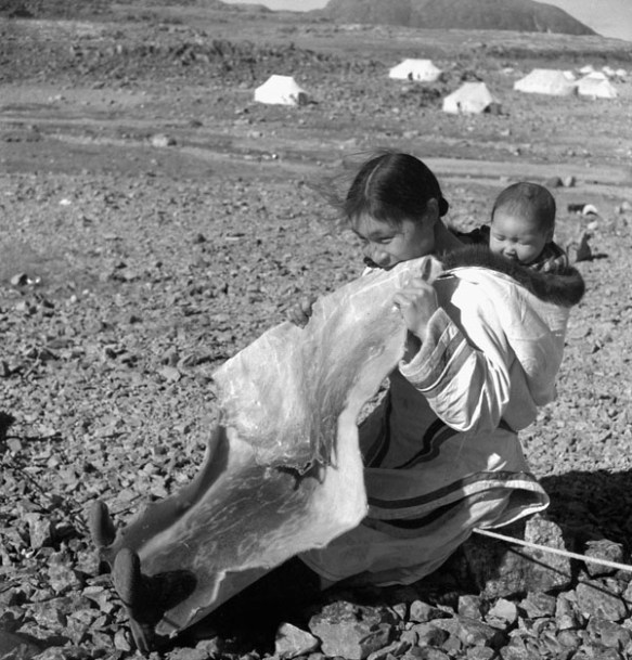 Photo noir et blanc d’une femme inuite assise sur le sol, avec un bébé dans son amauti (parka). Elle mâche un gros morceau de peau de phoque.