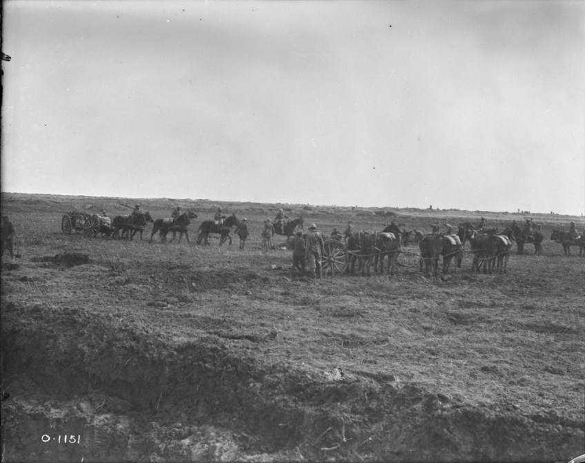 Une photographie en noir et blanc montrant au moins trois équipes de six chevaux transportant des canons aux endroits stratégiques.