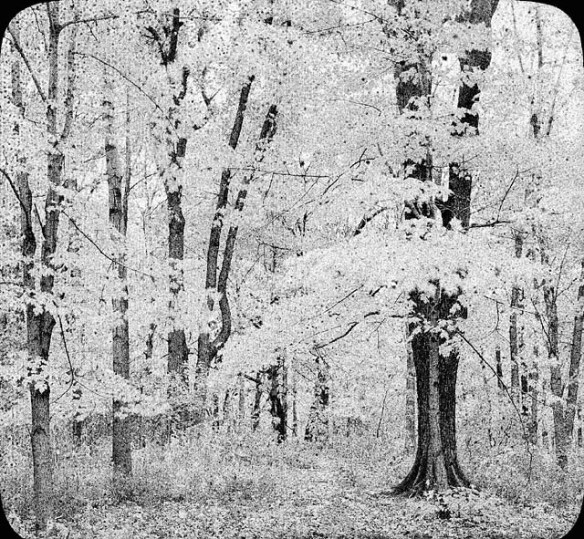 Photographie en noir et blanc d’un bosquet, probablement prise à l’automne.