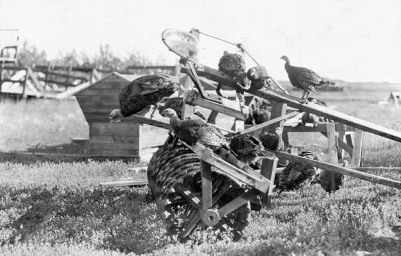 Photographie en noir et blanc de huit dindons perchés sur une herse à disques tirée par un cheval (deux dindons se trouvent au sol derrière la machine)