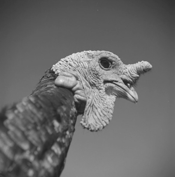 Photographie en noir et blanc qui montre, en gros plan, un dindon.