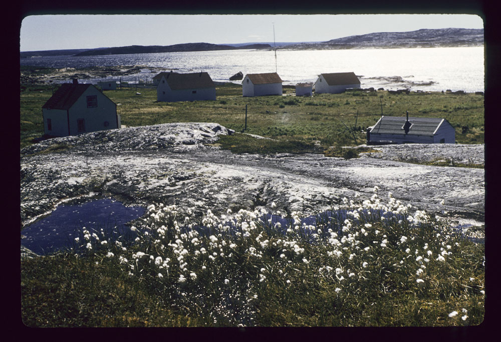 Photographie couleur d’un groupe de maisons de bois sur les rives d’un plan d’eau. Il y a des fleurs sauvages au premier plan.