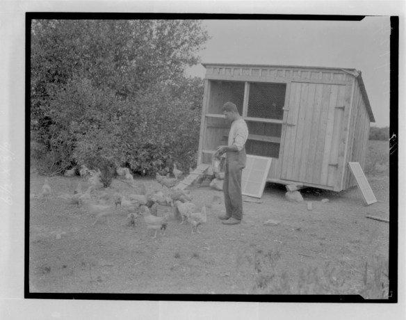 Photo noir et blanc d’un homme nourrissant des poules à côté d’un poulailler.