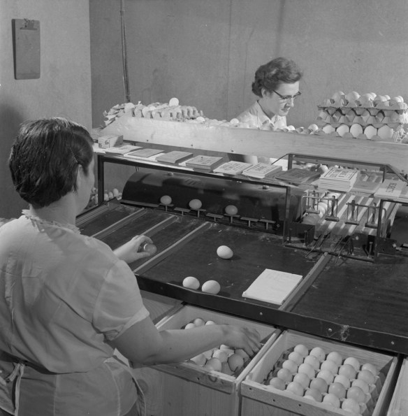 Photo noir et blanc de deux femmes inspectant des œufs qui défilent sur un transporteur à courroie et les plaçant dans des boîtes.