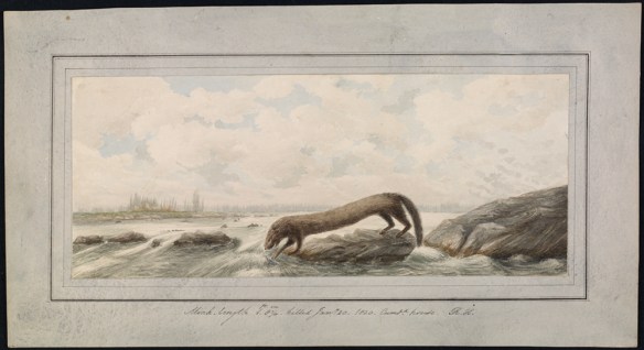 Aquarelle d’un vison regardant dans une rivière, debout sur une roche près de la rive.