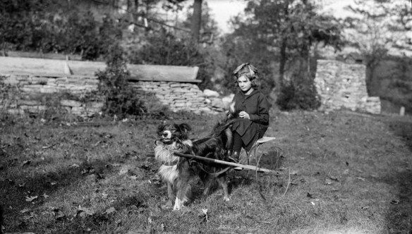 Photo noir et blanc d’un chien attelé à une petite charrette à deux roues; une fillette, assise sur la charrette, tient les rênes. 