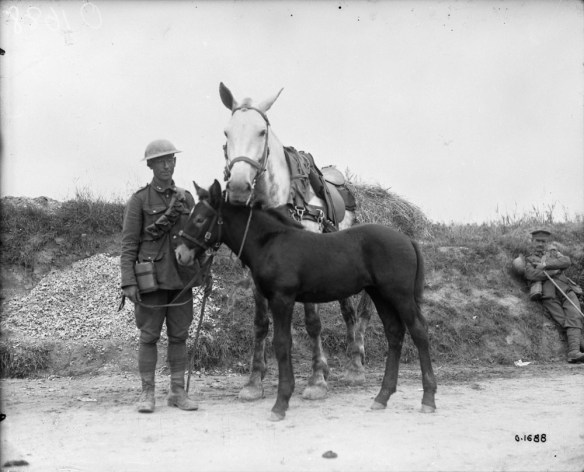 Photo noir et blanc d’un soldat debout sur une route, tenant les rênes de sa jument et de son poulain (un mulet). 
