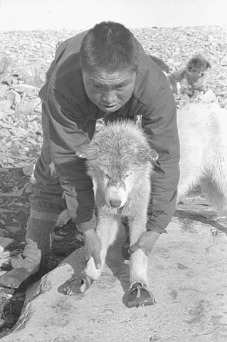 Photo noir et blanc d’un homme tenant un chien de traîneau chaussé de bottillons.