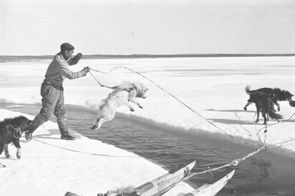 Photo noir et blanc d’un chien de traîneau sur une vaste étendue glacée, sautant au-dessus d’une large craque remplie d’eau. Un homme tient son attelage.