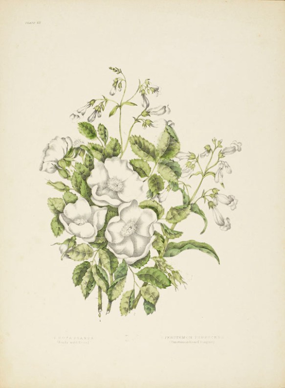 Quatre roses blanches sauvages sur un lit de petites feuilles vertes, entourées de petites fleurs blanches.