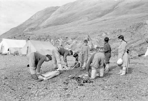 Photo noir et blanc montrant quatre adultes et trois enfants qui dépècent des phoques sur une plage rocheuse. À l’arrière-plan, on voit des tentes en toile. 