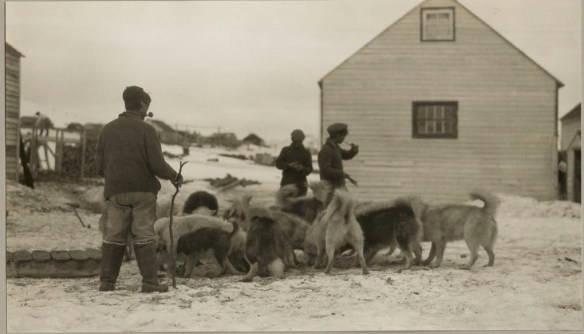 Photo noir et blanc de trois hommes autour d’une meute de chiens de traîneau qui mangent. Il y a un bâtiment blanc en arrière-plan. 