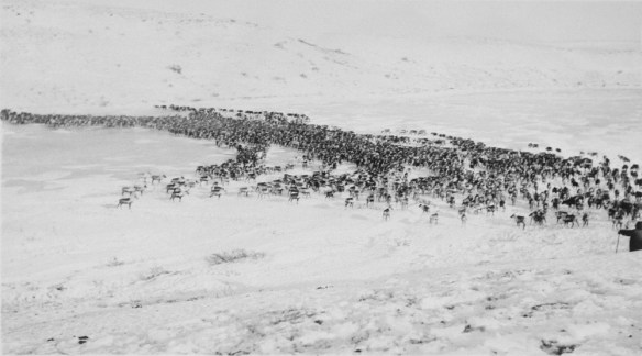 Photographie en noir et blanc d’un troupeau de caribous se déplaçant sur une rivière gelée dans un paysage enneigé.
